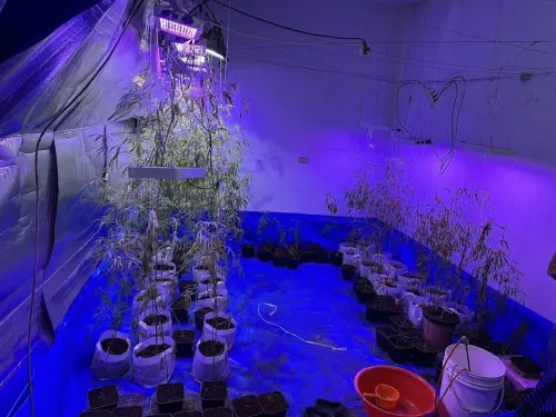 想靠犯法翻身！欠錢男被誘「種大麻抵債」　天兵3人慘被起訴
