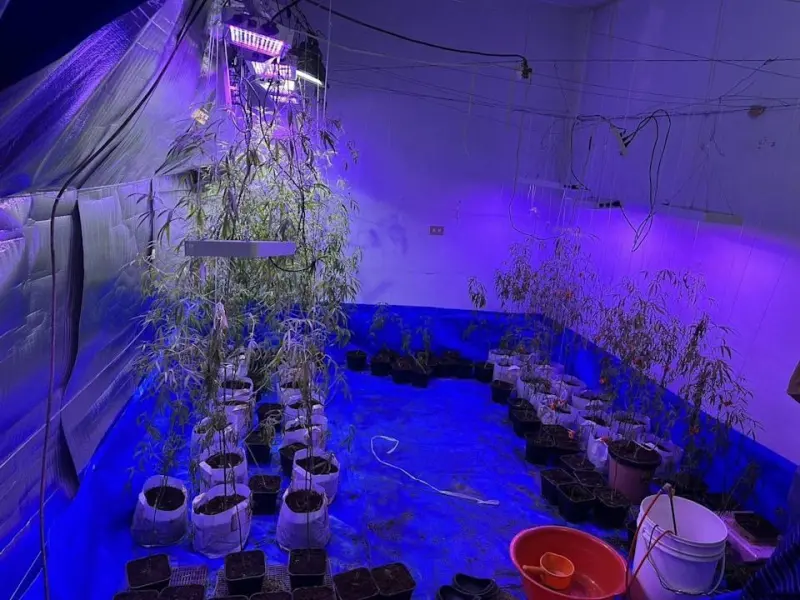 ▲一名楊姓男子誤信「種大麻抵債」遭警方逮到。（圖／翻攝照片）