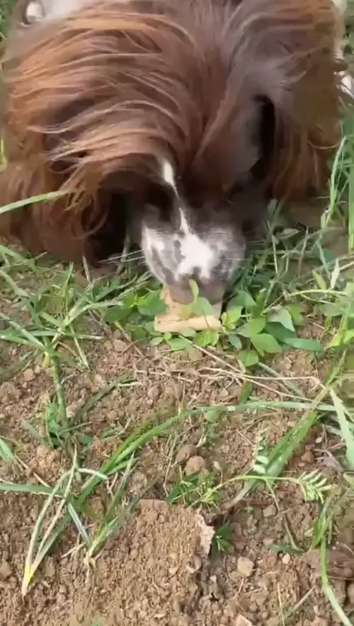 ▲緝毒犬如同雷達精準定位一般，嗅到毒品味道隨即趴下並做挖掘狀，一開挖便發現毒品。(圖／高市刑大提供)