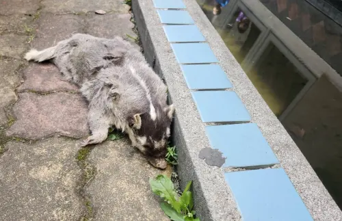 今年第六例！屏東鼬獾確診狂犬病　動物防疫所加開免費打疫苗場次
