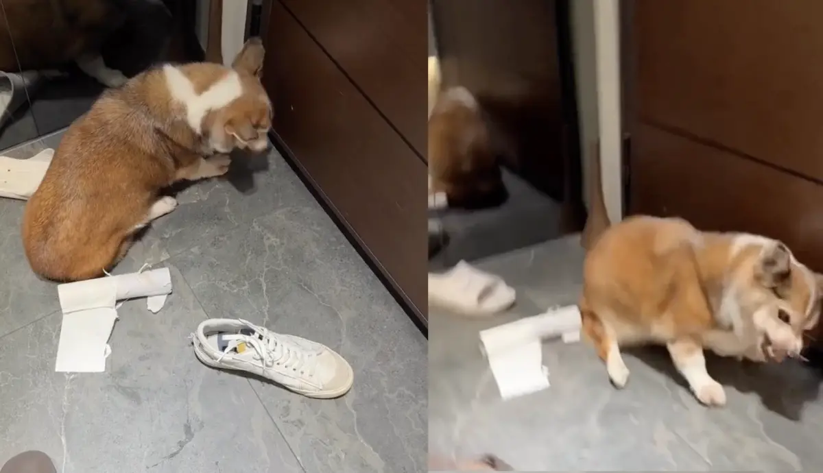 ▲一隻年約15歲的老柯基驚爆受虐，引起網友撻伐。（圖／翻攝自Threads）