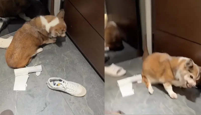 ▲一隻年約15歲的老柯基驚爆受虐，引起網友撻伐、議員介入。（圖／翻攝自Threads）