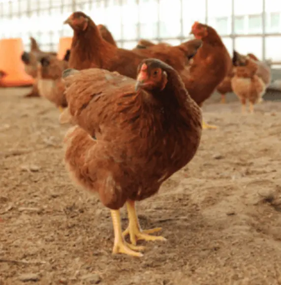 日本秋田雞舍疑遭黑熊襲擊！300隻「比內地雞」竟被壓死