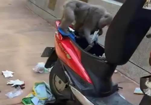 ▲高雄壽山動物園剛好位於台灣獼猴棲地，當地經常可見猴子竄出搶食，甚至是撬開機車車箱翻找。（圖／壽山動物園IG）