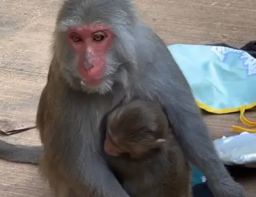 ▲壽山動物園獼猴非常聰明且習慣搶食，園方提醒遊客們，騎乘機車停放後，務必將車廂鎖好、不留任何食物或塑膠袋在外。（圖／壽山動物園IG）