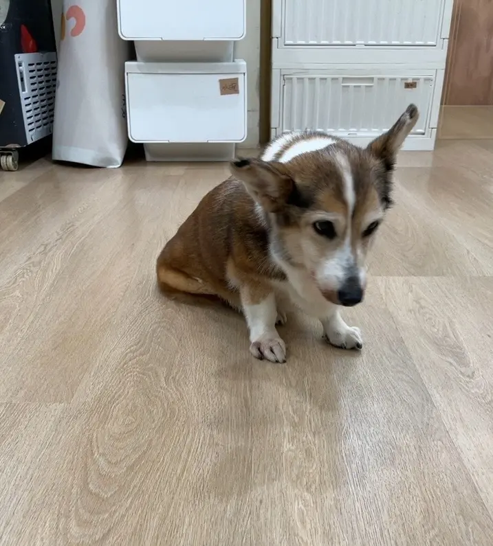 手搖店老闆驚爆虐待15歲老柯基 北市動保處介入安置就醫