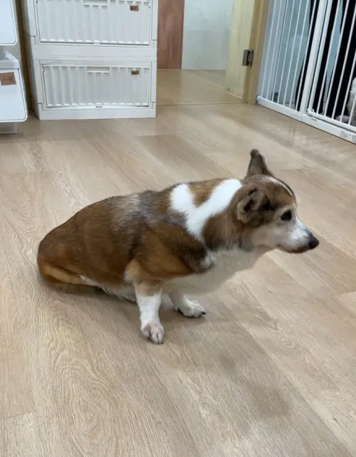 ▲手搖店老闆驚爆虐待15歲老柯基，北市動保處介入安置就醫。（圖／北市動保處提供）