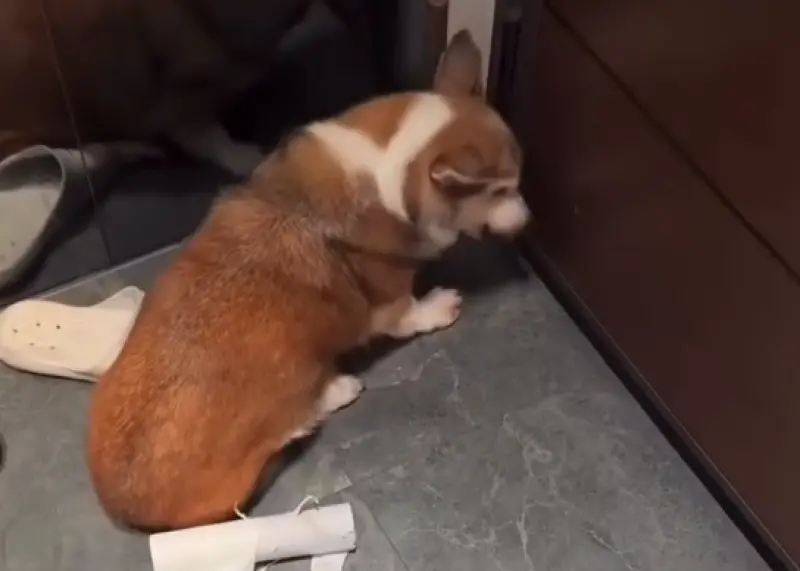 ▲茶聚加盟主近日爆出虐待寵物柯基犬的惡劣行徑，茶聚總公司12日凌晨0時啟動危機處理，先宣布暫停品牌權限，稍早再度發聲正式「永久終止加盟關係」，並將依契約向該加盟主求償毀損商譽違約金。（圖／取自Threads）