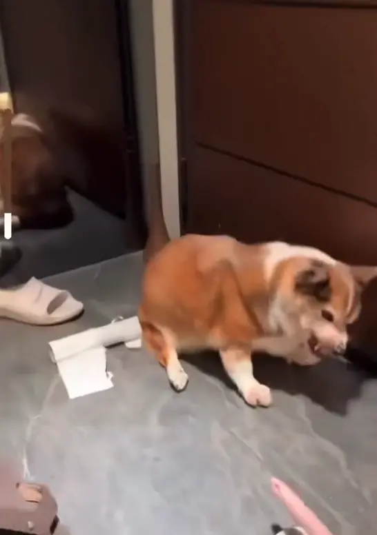 ▲茶聚加盟主爆虐打柯基犬（圖／取自Threads）