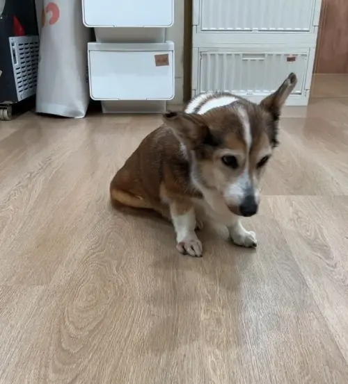 ▲（圖／台北市動保處提供）