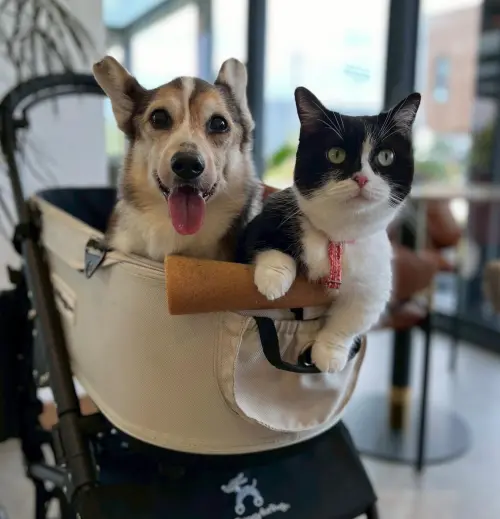 ▲（圖／翻攝自郭昱晴Threads@jeankuo329）