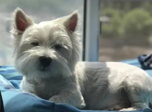 愛犬遭毒死！她辭職追兇1000多天不放棄　投毒男終被判刑4年
