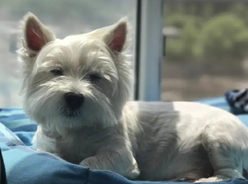 愛犬遭毒死!她辭職追兇1000多天不放棄 投毒男終被判刑4年