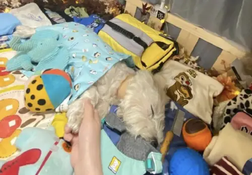 ▲中國北京朝陽2022年發生一起駭人毒狗案，有人在社區惡意投毒造成11隻寵物犬中毒，其中一位李姓女子的13歲寵物犬Papi也遭毒死。（圖／翻攝自微博）