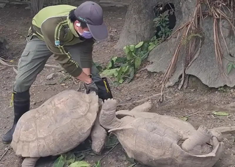 ▲有民眾日前赴動物園參觀，意外目睹兩隻象龜打架衝撞，其中一隻甚至「打到翻肚」，飼養員還趕緊出面勸架。（圖／Threads@ting.93.6.23授權提供）