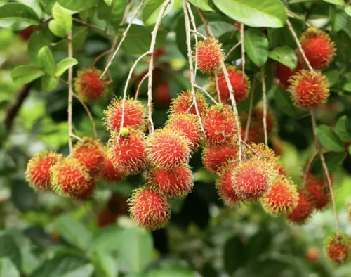 鄰居屢次未經同意上門摘紅毛丹　大馬女子怒轟：樹在我家不是你家
