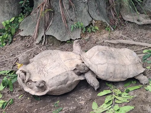 ▲遊客逛動物園時，目睹一隻象龜翻肚，另一隻象龜則緩緩靠近，原以為是烏龜兄弟情深，沒想到竟是打架現場。（圖／Threads@ting.93.6.23授權提供）