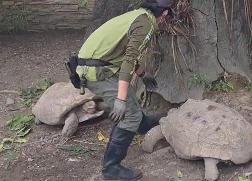 ▲象龜被飼養員勸架強制分開後，氣得追向飼養員。（圖／Threads@ting.93.6.23授權提供）
