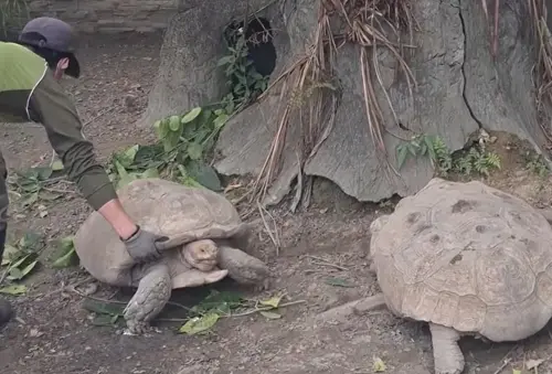 ▲象龜最後看起來似乎想繼續打架，再度被飼養員強行拉走，讓遊客全笑翻。（圖／Threads@ting.93.6.23授權提供）