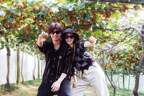 ▲桂綸鎂（圖右）穿戴上採收奇異果的裝備、練習上手後，與陳柏霖（圖左）、黃宣展開了一場小型摘果賽。（圖／出去一下提供）