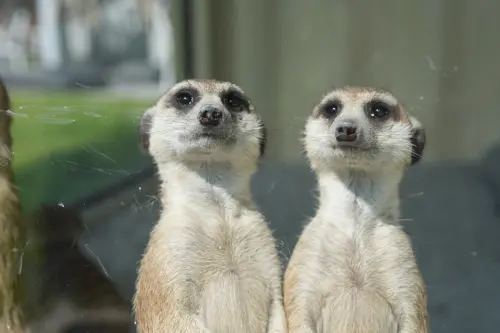 ▲麗寶樂園全新2000坪「美樂地親子農場」，可近距離觀賞水豚、狐獴、笑笑羊等動物並餵食。（圖／麗寶樂園lihpaoresort.com/LihpaolandApp）