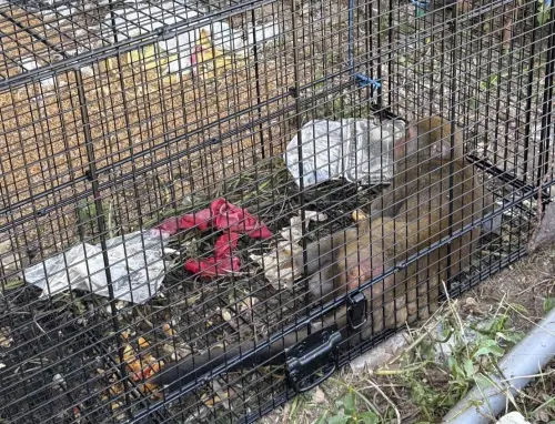 路上遇野生台灣獼猴怎麼辦！防止人猴衝突　動保處給「5大原則」
