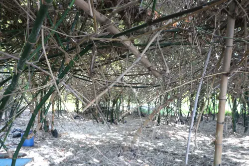 2風災釀竹筍嚴重農損！嘉義縣大林發放筍農現金紓困　每公頃2萬元
