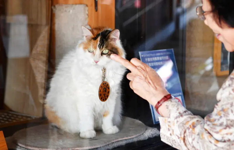 ▲日本和歌山電鐵旗下的貴志川線，貴志站第二代貓站長「ニタマ」上月去世。（圖／美聯社／達志影像）
