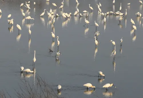 公部門「奧斯卡獎」！台江國家公園獲頒國發會第8屆政府服務獎
