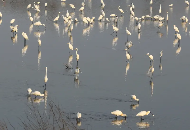 ▲台江國家公園獲第8屆「政府服務獎」 公部門最高榮譽（圖／內政部）