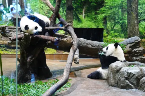 日本貓熊歸零不捨！議員點名「台灣有」　拋日台動物交流反制中國
