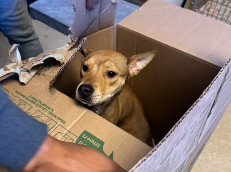 ▲狗狗唐吉（Tangi）在12月9日被前主人放進封死的紙箱，棄置在收容所大門口。（圖／翻攝臉書Pennsylvania SPCA）