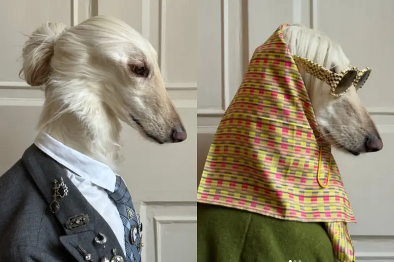▲近期一隻名叫Samantha的阿富汗獵犬在社群平台爆紅，憑藉高冷外型與誇張時尚穿搭，被網友封為「狗界超模」。（圖／翻攝自IG@afghanhoundinthecity）
