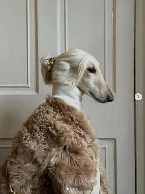 ▲（圖／翻攝自IG@afghanhoundinthecity）