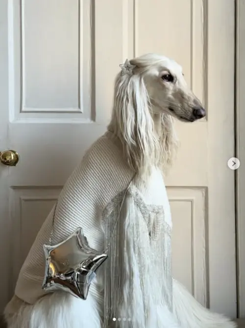 ▲（圖／翻攝自IG@afghanhoundinthecity）