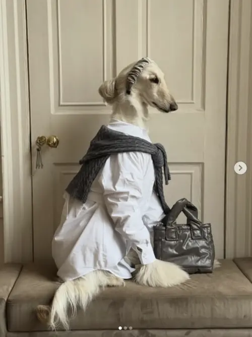 ▲（圖／翻攝自IG@afghanhoundinthecity）