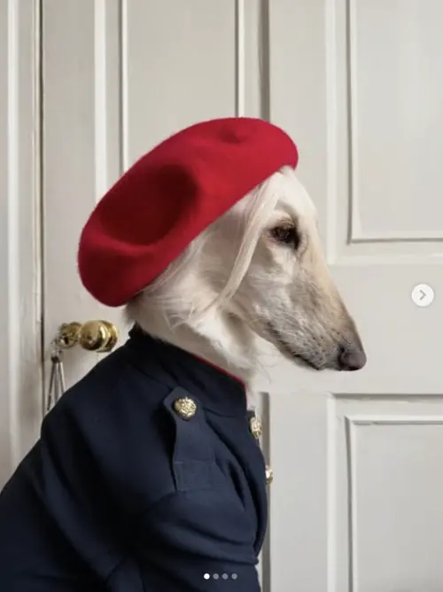 ▲（圖／翻攝自IG@afghanhoundinthecity）