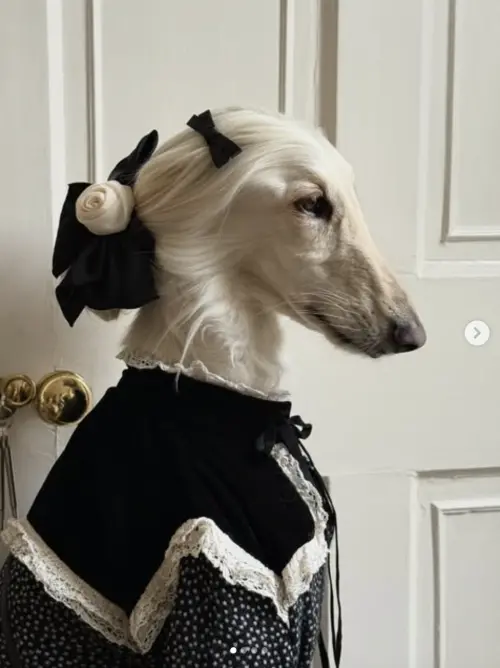 ▲（圖／翻攝自IG@afghanhoundinthecity）