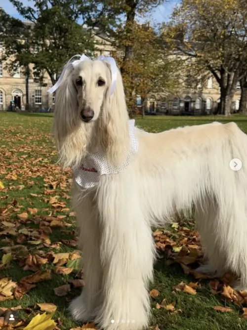 ▲（圖／翻攝自IG@afghanhoundinthecity）