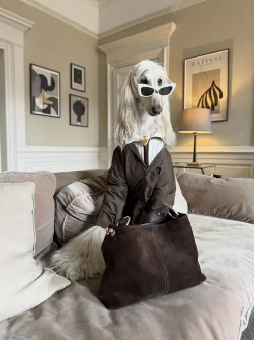 ▲（圖／翻攝自IG@afghanhoundinthecity）