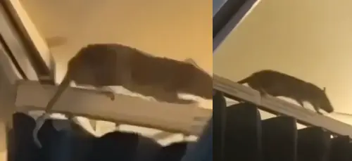 飛機上有鼠！機艙行李架驚見巨鼠亂竄　航班停飛250人滯留
