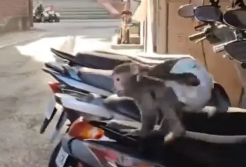 台灣獼猴「包尿布」現身新北三重！動保處追查飼養源　最重罰25萬
