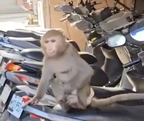 ▲ 民眾在新北市三重街頭，驚見一隻包著尿布的他台灣獼猴。（圖／翻攝自臉書粉專「我是三重人 We Are Here」）