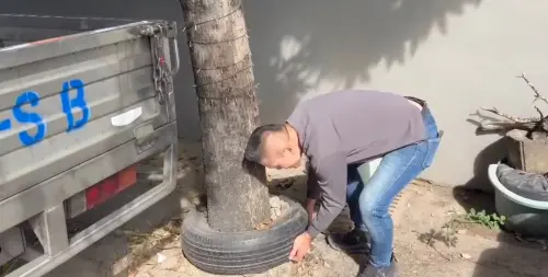 影／台中的樹愛玩套圈圈？網猜原因全歪樓　江和樹揭真相竟為了牠
