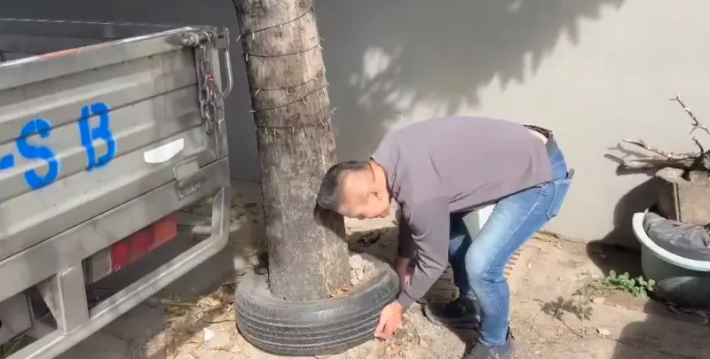 ▲江和樹現場試拉輪胎，確定還可移動，尚未影響路樹生長。（圖／江和樹提供，2025.12.17）