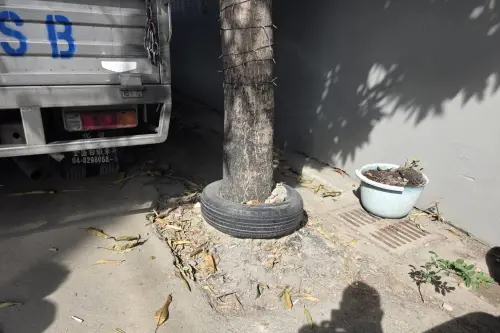 ▲台中市大里區的路樹樹基被套上舊輪胎，當年「小樹套圈圈」的答案跌破眾人眼鏡。（圖／江和樹提供，2025.12.17）