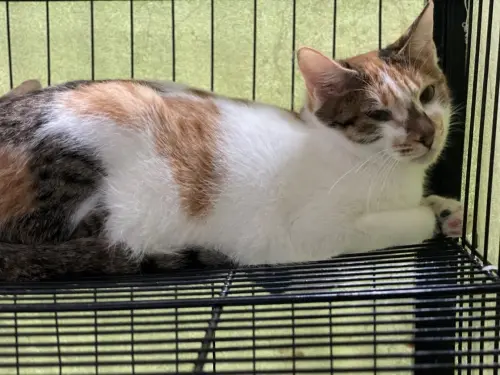 台北信義區14貓命案新進度！動保處救出9貓1狗　開放認養時間曝光
