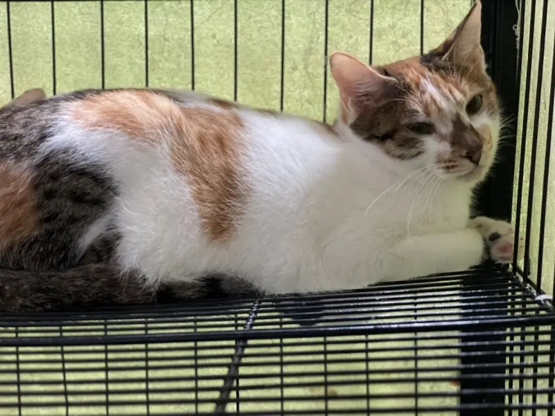 ▲被台北市動保處緊急安置的三花貓，年齡約6至7個月大。（圖／台北市動保處）