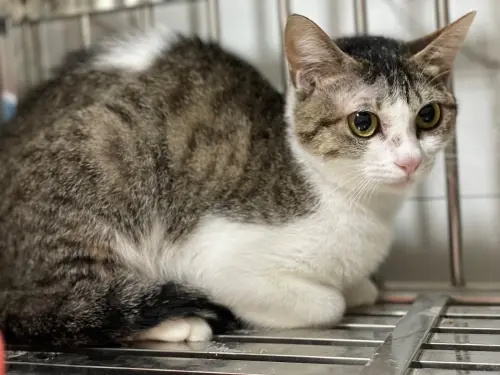 ▲本案緊急安置的白底虎斑貓，年齡約6至7個月大。（圖／台北市動保處）