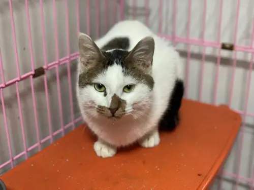 ▲本案緊急安置的白底虎斑貓，年齡約1至3歲。（圖／台北市動保處）